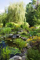 A tall salix - weeping willow tree overlooks a pond with heart shaped pontederia cordata - pickerel weed, Nymphaea - lily pads and Rudbeckia fulgida 'Goldsturm' - yellow coneflowers in a backyard garden in summer,  Laurentians, Quebec, Canada