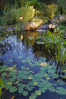 Pond at dusk with Nymphaea - water lilies and heart shaped pontederia cordata - pickerel weed in a backyard garden in summer, Laurentians, Quebec, Canada