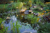 Pond at dusk with heart shaped pontederia cordata - pickerel weed, Nymphaea alba - water lilies and yellow Rudbeckia fulgida 'Goldsturm' - coneflowers in a backyard garden in summer, Laurentians, Quebec, Canada