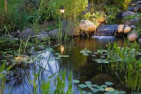 Pond at dusk with heart shaped pontederia cordata - pickerel weed  and Nymphaea - water lilies in a backyard garden in summer, Laurentians, Quebec, Canada