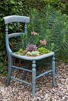 A display of Succulents planted in a vintage chair