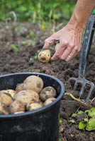 Harvesting Potato 'Premiere' in an allotment bed