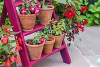 Floral display of perennial fuchsias on a vintage ladder