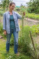Woman removing Equisetum arvense - horsetail from an allotment plot