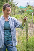 Woman removing Horsetail - Equisetum arvense, from an allotment plot