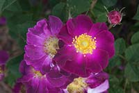 Rosa gallica 'Violacea', synonym Rosa 'La Belle Sultane'