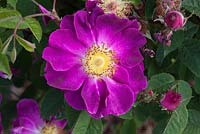 Rosa gallica 'Violacea', synonym Rosa 'La Belle Sultane'