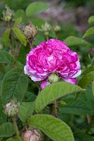 Rosa gallica 'Ambroise Parais'