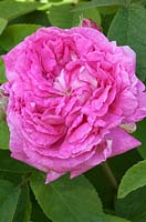 Rosa gallica 'Surpasse Tout'