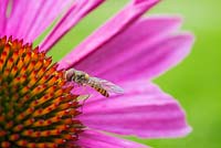 Hoverfly gathering pollen from Echinacea purpurea. 