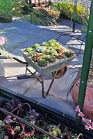 Old barrow planted with sempervivums in metal frame greenhouse.