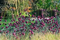 Massed planting of Allium Sphaerocephalon. Description: See The Wind, Element Garden, Designer: Joan Mulvenna and Andrew Lee