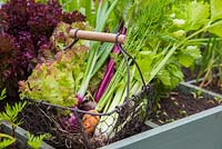 Vegetable harvest sat atop a raised veg trug, featuring square foot gardening. carrot, celery, lettuce, onion, beetroot.