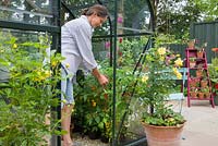Woman pinching out side shoots on a Tomato plant within a Greenhouse