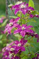 Clematis 'Niobe' against wire netting.