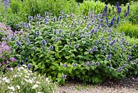 Nepeta subsessilis 'Washfield' flowering in Summer - Catmint