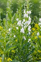 Chamaenerion angustifolium 'Album' flowering in Summer - Epilobium angustifolium.  Rosebay Willow herb