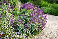 Salvia verticillata 'Smouldering Torches' flowering in a border in Summer, edging a gravel path