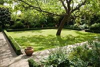Formal small garden laid to lawn, with low Box hedging, Mature Tree and Stone paving stones