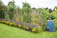 Allotment boundary fence with compost bin, cordon pears and apples