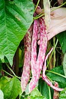 Lady harvesting Haricot bean 'Solista' - Phaseolus vulgaris