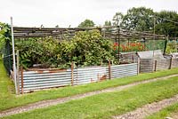 View of an Allotment with recycled corrugated iron sheets to form a bed for storing organic matter