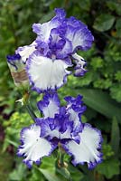 Iris Germanica 'Alizes' tall bearded Iris long blooming with white blue flowerheads 