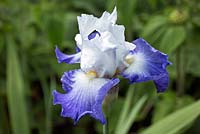 Iris germanica 'Alizes' tall bearded Iris long blooming with white blue flowerheads 