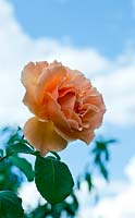 Rosa 'Just Joey' - Hybrid Tea rose 
