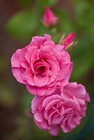 Rosa 'Zephrine Drouhin' thornless double deep pink with a medium fragrance