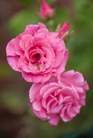 Rosa 'Zephrine Drouhin' - thornless double climbing rose 
