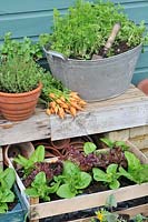 Container grown vegetables, salad leaves and Carrot 'Parmex', stump rooted variety, freshly picked 
