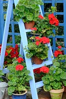 Rustic Geranium feature, plants in full bloom on blue painted wooden stepladder