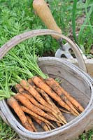 Freshly harvested home grown carrots 'Amsterdam Forcing' in wooden trug ready for the kitchen