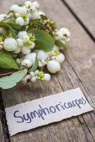 Symphoricarpos - Snowberry with paper label.