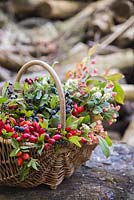 Decorative display in a basket containing Snowberry, Spindle, Dogwood, Rose hip, Hawthorn and Sloe.