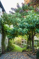 A liquidambar tree forms a natural arched entrance to a domestic garden. 