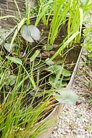 A small galvanised bath used as a mini water garden planted with Juncus effusus f. spiralis, the corkscrew rush, and pygmy water lily. 
