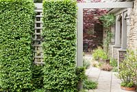 Hornbeam clipped into four rectangular blocks against wooden trellising screens a car parking area from a courtyard garden at the front of a house. 