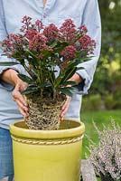Planting Skimmia japonica 'Rubella' in container