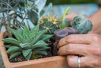 Planting Lithops in container