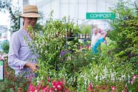 Woman browsing plants for sale in a garden centre. Fuchsia 'Hawkshead'