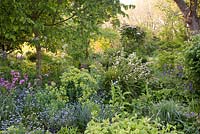 Extensive spring planting in woodland garden with Myosotis, Euphorbia, Libertia and Aquilegia