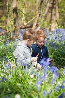 Two young boys sitting with a picnic amongst bluebells in spring wood