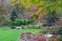 Autumnal border with heathers and conifers
