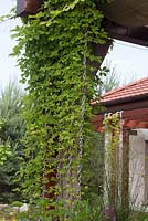 Akebia quinata growing up metal support chains on wooden pergola
