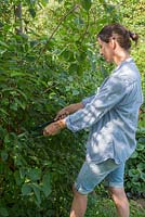 Pruning Philadelphus coronarius. Woman using shears to prune bush