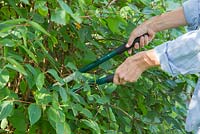 Pruning Philadelphus coronarius. Using shears to prune bush