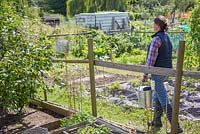 Woman walking through allotment path, carrying watering can