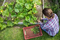 Woman weeding an allotment patch, shot from above.